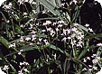 Asperula_pre