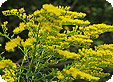 Solidago_pre