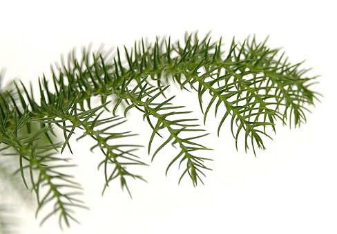 aRAUCARIA_1
