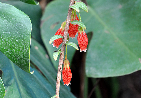 agapetes2