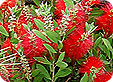 Callistemon_pre