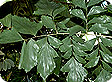 Caryota_pre