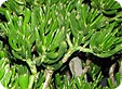 Crassula_pre
