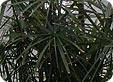 Cyperus_pre