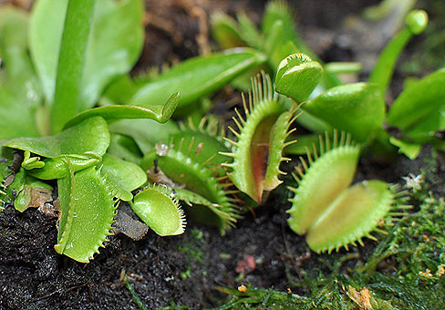 Dionaea_2