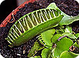 Dionaea_pre