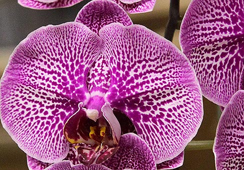 Doritaenopsis3