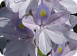 Eichornia_pre