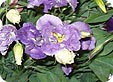 Eustoma_pre