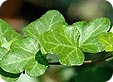 Hedera_pre