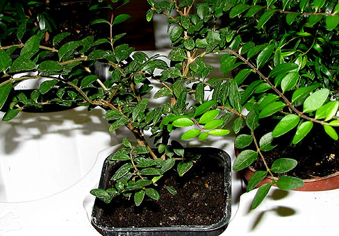 Lonicera_1