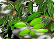 Lonicera_pre