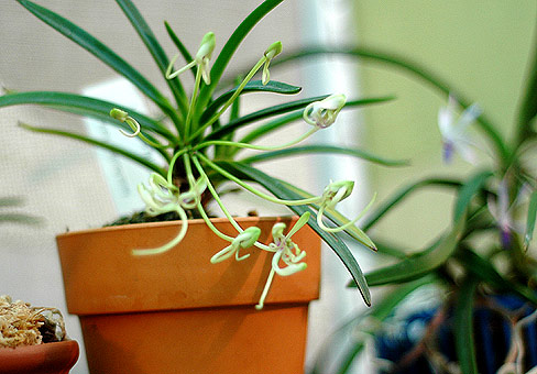 Neofinetia2