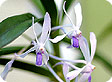 Neofinetia_pre