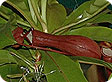 nepenthes_pre