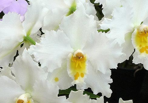Odontoglossum1