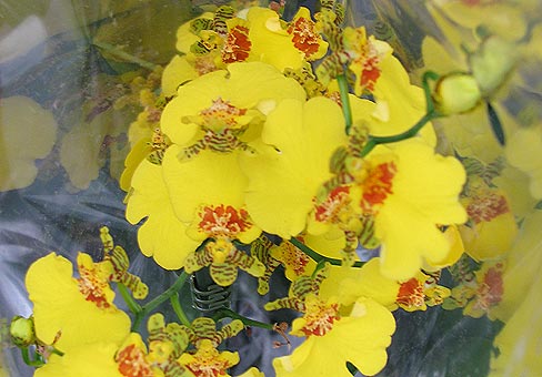 Oncidium2