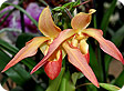 PHRAGMIPEDIUM_pre
