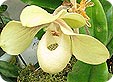 Paphiopedilum_pre