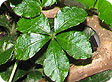Parthenocissus_pre