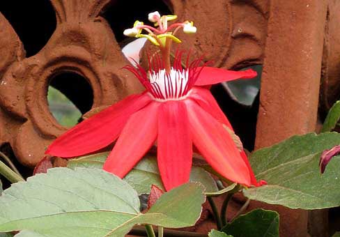 Passiflora2
