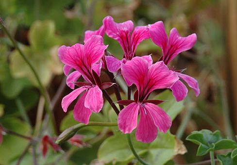 Pelargonium2