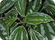 Pilea_pre