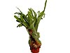PlatyceriumPOU260207_1077pr