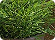 Pogonatherum_pre