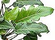 philodendron_pre