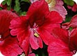 Atlantis-Scarlet-Shades_01p