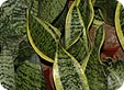 Sansevieria_pre