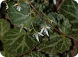Saxifraga_pre