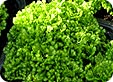 Selaginella1