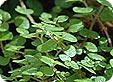 Soleirolia_pre