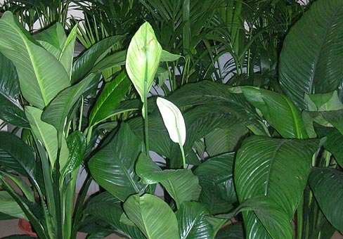 SpathiphyllumDSCN1203