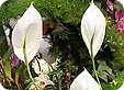 Spathiphyllum_pre