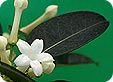 Stephanotis_pre