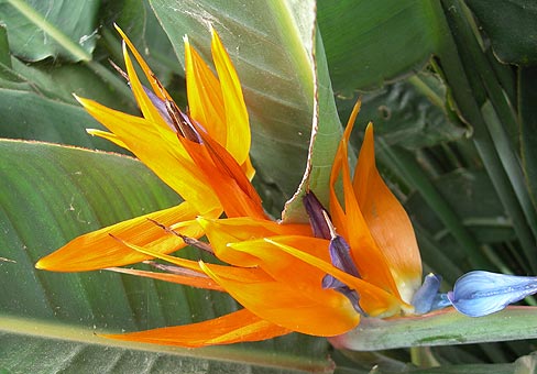 Strelitzia2