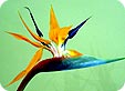 Strelitzia_pre