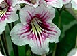 Streptocarpus_pre