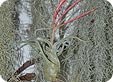 Tillandsia_pre