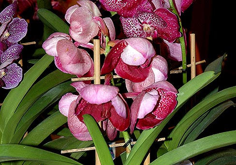 Vanda3