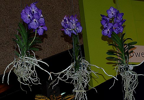 Vanda4