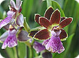 Zygopetalum_pre