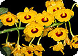 Dendrobium_pre