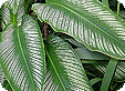 Dieffenbachia_pre