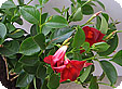 Dipladenia_-Mandevilla_pre