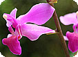 Doritaenopsis_pre