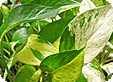 Epipremnum_pre